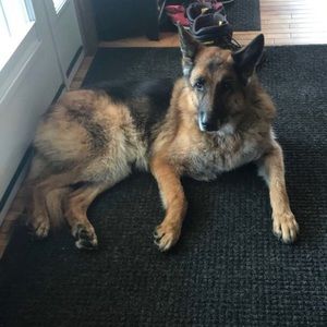 Meet your Posher, Abbey